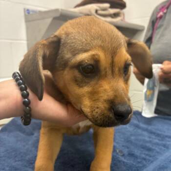 Rescue Labrador Retriever and Mixed Breed Dogs for Adoption in Corpus Christi, Texas - Dyani | PetCurious