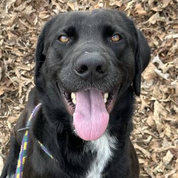 Black Labrador Retriever and Pit Bull Terrier Dogs Available for Adoption - Simon | PetCurious