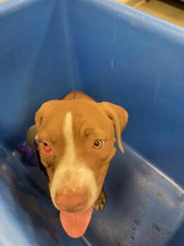 DARBY -  Mixed Breed Dog for Adoption in Dallas, Texas - DARBY | PetCurious