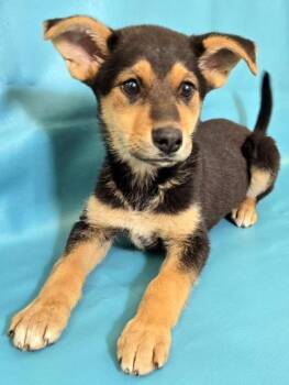 German Shepherd Dog and Husky Dogs Available for Adoption in Morton Grove, Illinois - Lady | PetCurious