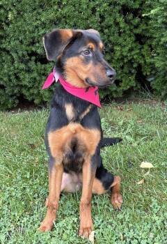 Nina -  Shepherd Dog for Adoption in Hazlet, New Jersey - Nina | PetCurious