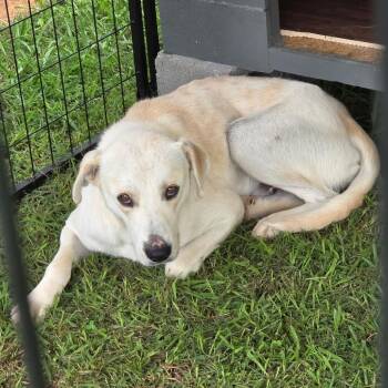 Jill -  Mixed Breed Dog for Adoption in Rossville, Georgia - Jill | PetCurious