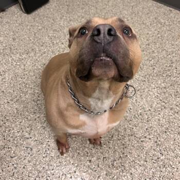 Zaza -  English Bulldog Dog for Adoption in Cedar Rapids, Iowa - Zaza | PetCurious