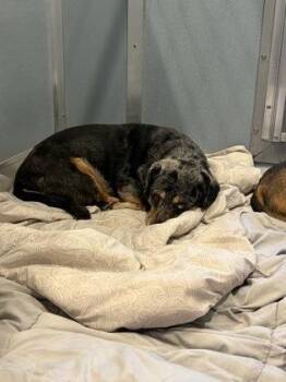 Loaf -  Mixed Breed Dog for Adoption in Fresno, California - Loaf | PetCurious