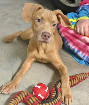 Shawn -  Labrador Retriever Dog for Adoption in Manchester, Connecticut - Shawn | PetCurious