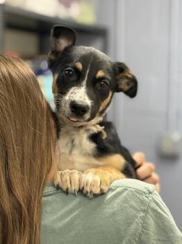 Australian Cattle Dog Blue Heeler and Shepherd Dogs Available for Adoption - Alanis (AVAILABLE 4/7) | PetCurious