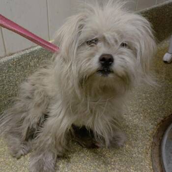 IVHS-Stray-141007 -  Maltese Dog for Adoption in San Gabriel, California - IVHS-Stray-141007 | PetCurious