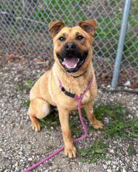 Bear -  Labrador Retriever Dog for Adoption in Hay River, Northwest Territories - Bear | PetCurious
