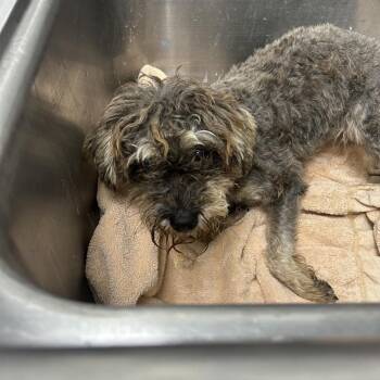 Monkey -  Miniature Schnauzer and Shih Tzu Dog for Adoption in Birmingham, Alabama - Monkey | PetCurious