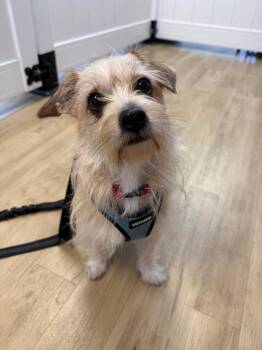 26P Mama -  Terrier Dog for Adoption in Shingle Springs, California - 26P Mama | PetCurious