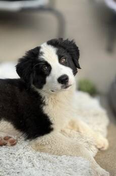 Mixed Breed Dogs Available for Adoption in Brookshire, Texas - Frisker | PetCurious