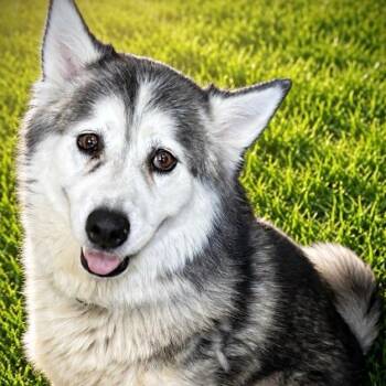 Isha -  Husky Dog for Adoption in Rocky Point, New York - Isha | PetCurious