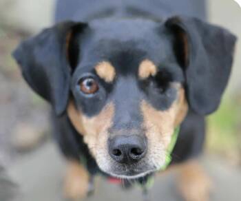 Rescue Dachshund Dogs for Adoption in San Ramon, California - Nuri | PetCurious