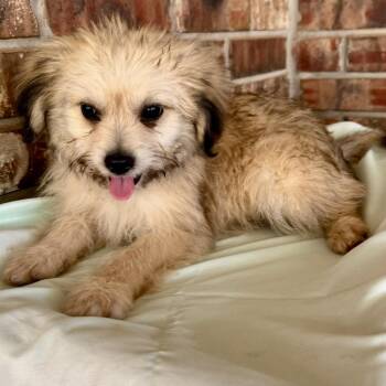 Eeyore -  Maltese and Chihuahua Dog for Adoption in Pelham, New Hampshire - Eeyore | PetCurious