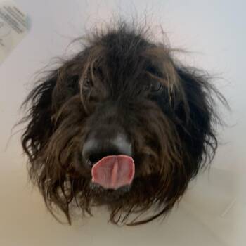 Oodle -  Mixed Breed Dog for Adoption in Leander, Texas - Oodle | PetCurious
