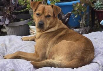 Rescue Chihuahua and Labrador Retriever Dogs for Adoption in Vallejo, California - Perry | PetCurious