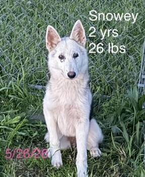 Snowey -  Siberian Husky Dog Available for Adoption in Welling, Oklahoma - Snowey | PetCurious