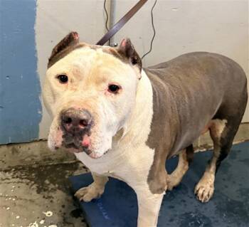A886766 -  Pit Bull Terrier Dog for Adoption in Camarillo, California - A886766 | PetCurious