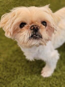 Wally -  Shih Tzu Dog for Adoption in Phoenix, Arizona - Wally | PetCurious