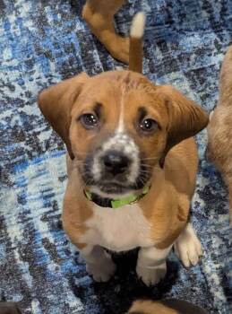 Australian Shepherd Dogs Available for Adoption - Kalak | PetCurious