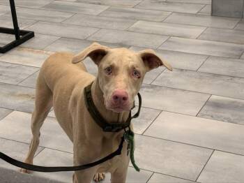 JOHN CENA -  Doberman Pinscher and Mixed Breed Dog for Adoption in Charlotte, North Carolina - JOHN CENA | PetCurious