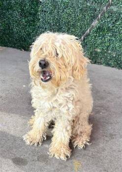 REX -  Maltese and Mixed Breed Dog for Adoption in El Paso, Texas - REX | PetCurious