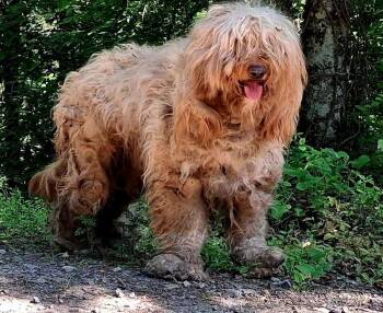 Goldendoodle Dogs Available for Adoption in Norfolk, Massachusetts - Murphy | PetCurious