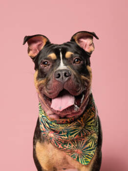 Rescue Mixed Breed Dogs for Adoption in Atlanta, Georgia - Vinny | PetCurious