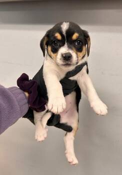Bernese Mountain Dog and Beagle Dogs Available for Adoption in Morton Grove, Illinois - Magnolia | PetCurious