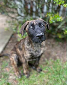 Dutch Shepherd and Belgian Shepherd Malinois Dogs Available for Adoption in Gulfport, Mississippi - Abbot | PetCurious