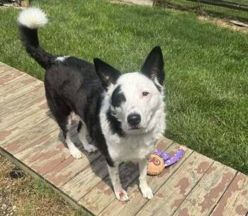1134 Enzo -  Australian Shepherd and Border Collie Dog for Adoption in Ringwood, Illinois - 1134 Enzo | PetCurious