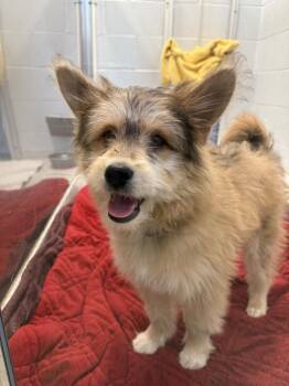 West Highland White Terrier Westie Dogs Available for Adoption in North Haven, Connecticut - Hershey | PetCurious