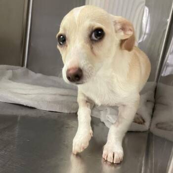 Chihuahua and Mixed Breed Dogs Available for Adoption - Dennis | PetCurious