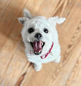 Miniature Poodle and Mixed Breed Dogs Available for Adoption in Marion, Texas - Sugar | PetCurious