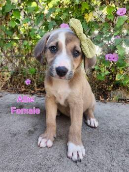 Allie the beautiful mixed beed puppy -  Great Pyrenees and Shepherd Dog for Adoption in Muskego, Wisconsin - Allie The Beautiful Mixed Beed Puppy | PetCurious