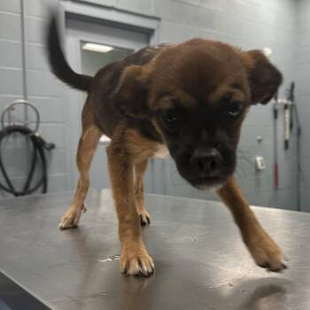 Curry -  Terrier Dog for Adoption in Greensboro, North Carolina - Curry | PetCurious