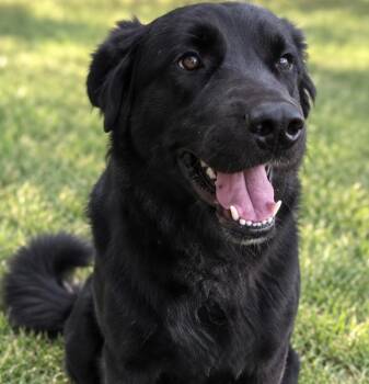 Dracula -  Flat Coated Retriever Dog for Adoption in Kiowa, Oklahoma - Dracula | PetCurious