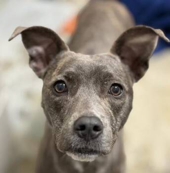 Stormi -  American Staffordshire Terrier Dog for Adoption in Sacramento, California - Stormi | PetCurious
