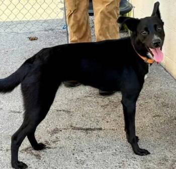 Tacoma -  Shepherd and Mixed Breed Dog for Adoption in Morristown, New Jersey - Tacoma | PetCurious