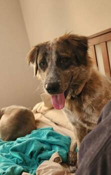 Australian Shepherd and Poodle Dogs Available for Adoption in Mesa, Arizona - Rosie | PetCurious