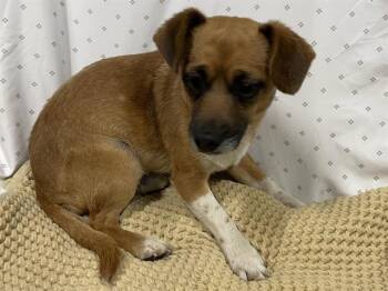 Chihuahua Dogs Available for Adoption in Modesto, California - MUFFIN | PetCurious