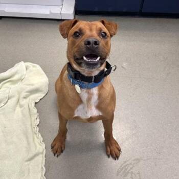 Dexter -  Black Mouth Cur and Mixed Breed Dog Available for Adoption in Merriam, Kansas - Dexter | PetCurious