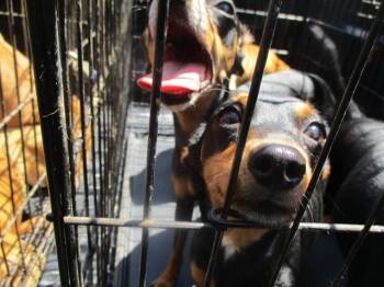 Miniature Pinscher Dogs Available for Adoption in Ocala, Florida - SUNNY | PetCurious