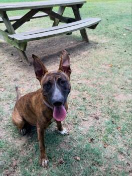 Aquamarine -  Dutch Shepherd Dog for Adoption in Little Rock, Arkansas - Aquamarine | PetCurious