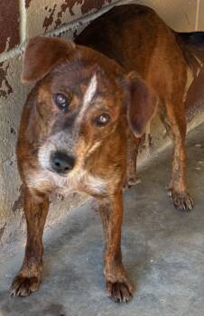 Rescue Labrador Retriever and Wirehaired Terrier Dogs for Adoption in Swainsboro, Georgia - Billie Jean | PetCurious