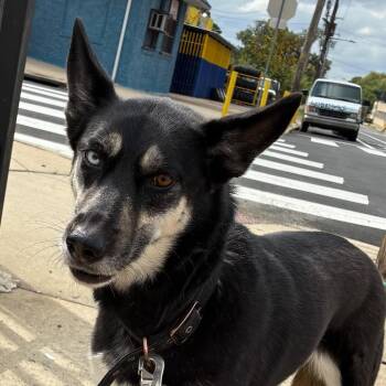 Billie -  Husky Dog for Adoption in Philadelphia, Pennsylvania - Billie | PetCurious