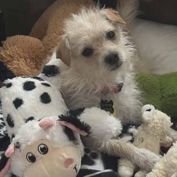 Glen Of Imaal Terrier Dogs Available for Adoption in Marana, Arizona - ALFIE Aka HAMMY | PetCurious