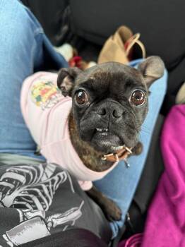 Dolly -  Pug and Boston Terrier Dog for Adoption in Boulder, Colorado - Dolly | PetCurious