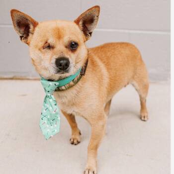 Baylor -  Chihuahua Dog for Adoption in Patchogue, New York - Baylor | PetCurious