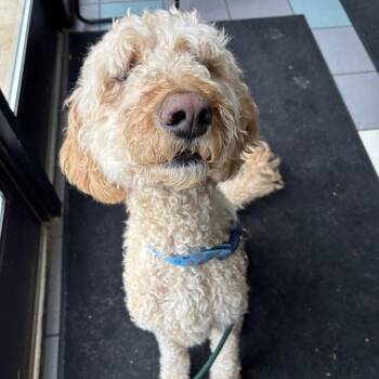 Mixed Breed Dogs Available for Adoption in Walker, Michigan - Chewbacca | PetCurious